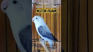 Download lagu LOVEBIRD NGETIK TAJAM full pancing emosi lobet jadi NGEKEK #lovebirds #lovebirdfukuoka #birds mp3 Download lagu LOVEBIRD NGETIK TAJAM full pancing emosi lobet jadi NGEKEK #lovebirds #lovebirdfukuoka #birds mp3