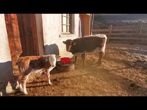 Morgenstimmung bei den Kälbern - Pinzgauer Kälber - Lebenslänglich