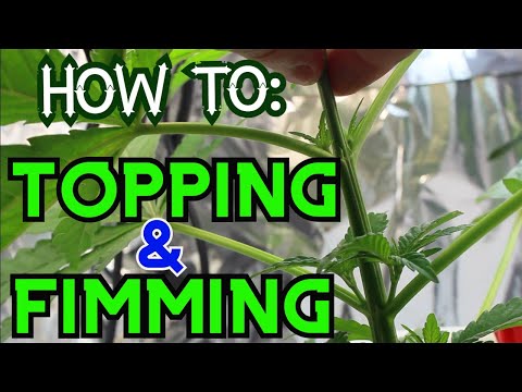 How to : Top and FIM your Cannabis Plant