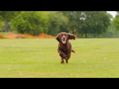 How drones are used to find lost dogs | DJI Enterprise x Drone to Home