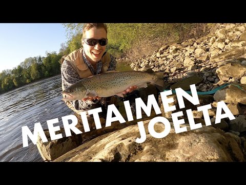 Meritaimenen jokikalastus