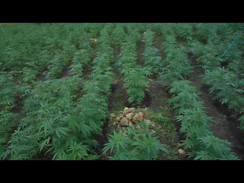 Ganja Farm Jamaica