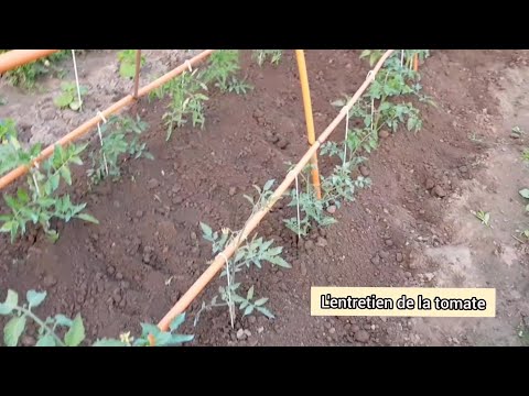 , title : 'Comment j'entretiens les plants de tomates en 5 étapes ?'