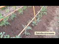 Comment j'entretiens les plants de tomates en 5 étapes ?