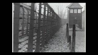 2007 - Maestoso/Woolly Wolstenholme - Shoes