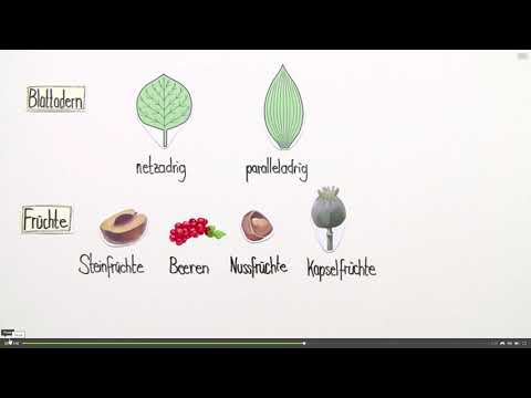 Ordnung der Pflanzen