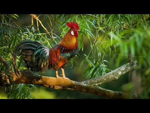 Red Junglefowl Call — The original chicken sound