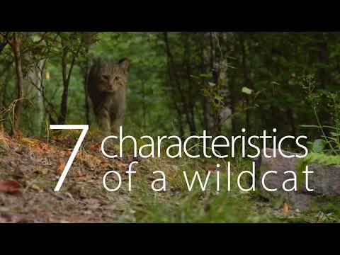 How to recognize a European Wildcat (Felis silvestris) | 7 Characteristics