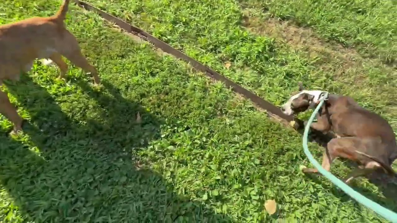 Dinora's Leash Test