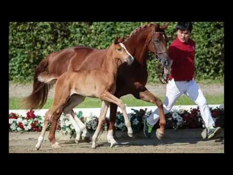 135 Savanna Day Stute v. Sir Heinrich - Belissimo M