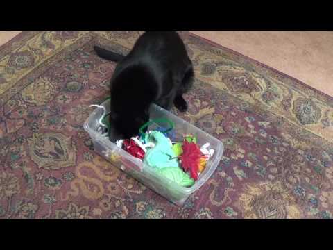 Build Your Own Inexpensive Tremolo & Overdrive Boost Unit, Part 1