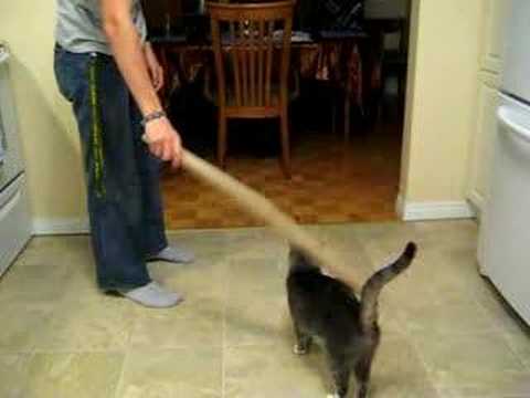YouTube video about: Should you spank your cat?