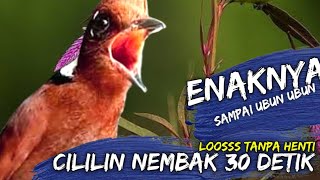 Download lagu NGEBUUUTTTT FULL CILILIN 30 DETIK TANPA PUTUS SANGAT AMPUH UNTUK KAWAL MURAI BATU BAHAN TROTOL mp3 Download lagu NGEBUUUTTTT FULL CILILIN 30 DETIK TANPA PUTUS SANGAT AMPUH UNTUK KAWAL MURAI BATU BAHAN TROTOL mp3