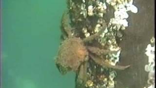 preview picture of video 'Kelp crab feeding on Acorn barnacle'