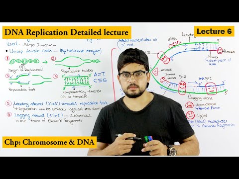 DNA Replication | Lecture 6