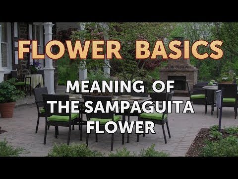 How to Get More Canna Lily Blooms