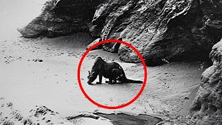 Animais Extintos Capturados Em Câmera