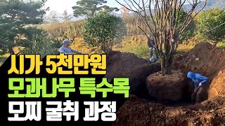 시가 5천만원 모과나무 특수목 모찌 굴취 과정 | 나무대장
