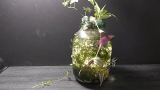 Feeding Fish in Sustainable Aquariums