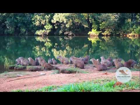 ITA KURUVI - RÍO CORRIENTE - BARRIO ABIERTO PARCELAS DE UNA HÉCTAREA (GOYA - CORRIENTES - ARGENTINA)
