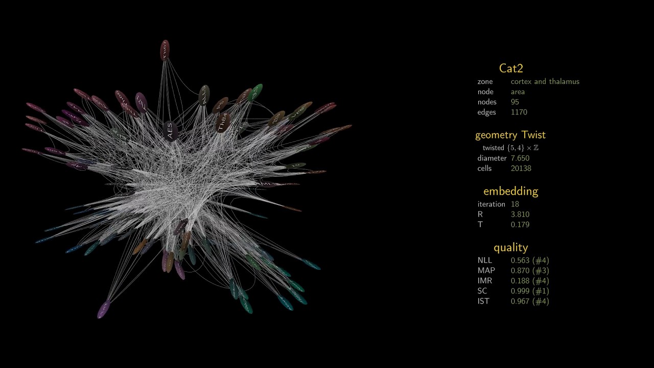 Non-Euclidean brains
