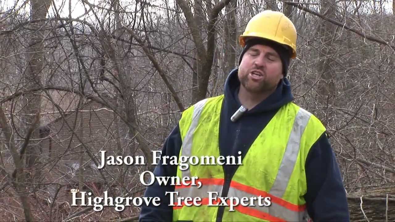 Highgrove Tree Experts: Tree Care Advice
