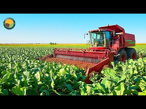 How Farmers Harvest Tobacco by Machine: Tobacco Processing In Factory | Farming Documentary
