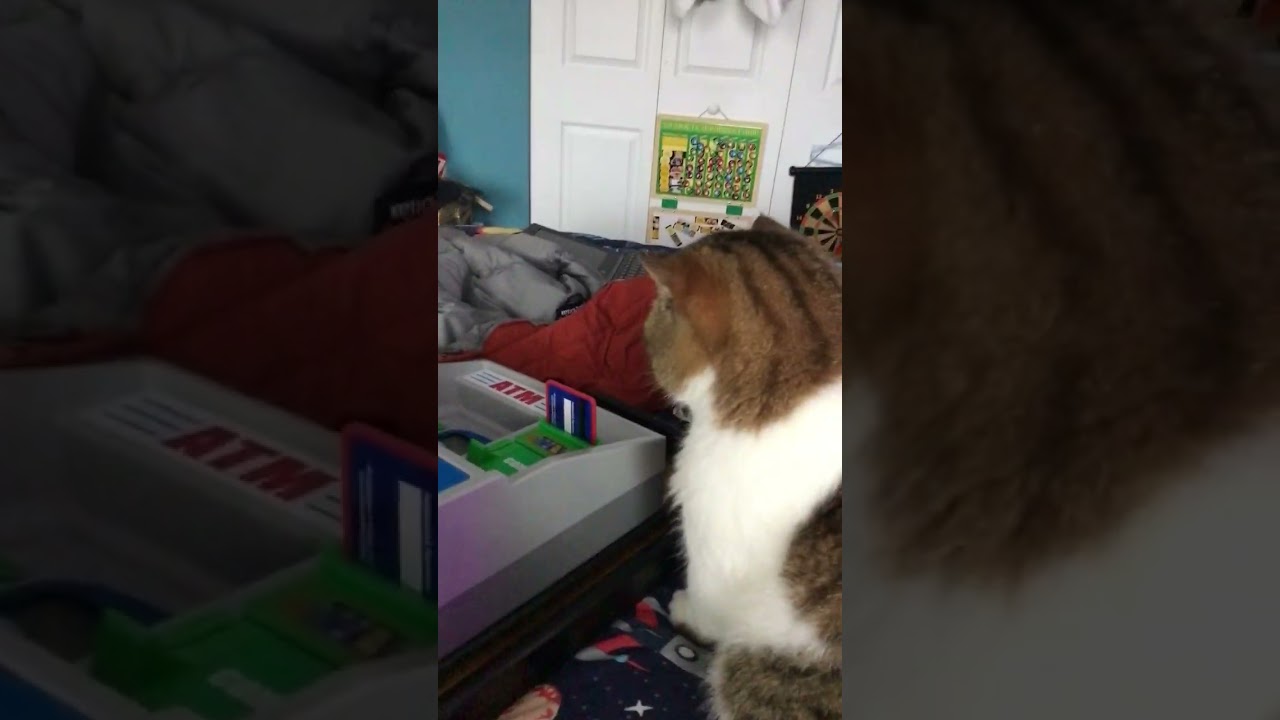 When you want chips from cat￼