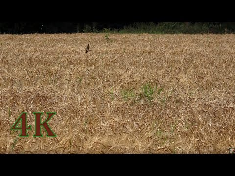 Sound of  Swallows flying - summer soundscape 4K