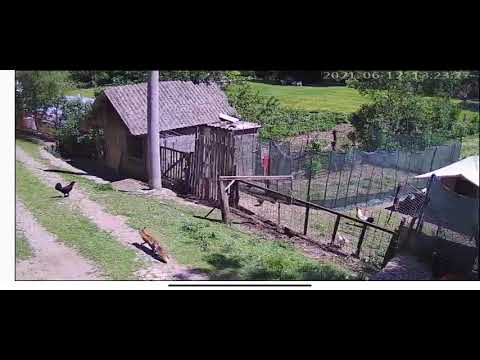 MS/019-lisica u kokosima-lisica ganja kokoske