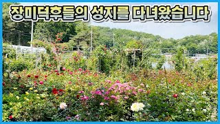 장미농장에 가서 장미 키우는법 제대로 배워왔습니다!!
