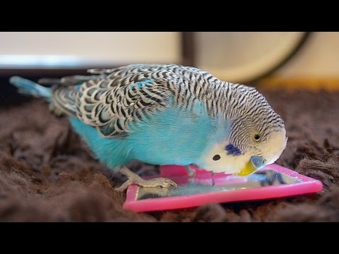 Budgie singing to mirror | Relaxing sounds