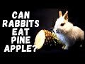 Can Rabbits Eat Pineapple?