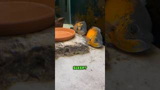 My Oscar Fish Lay Down to Sleep? 💤