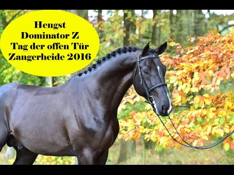 Open Days 2016 - Zangersheide - Hengst Dominator Z - Tag 1