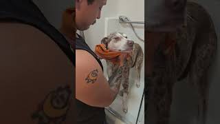 Ever seen a multi-step dog bedtime routine?? #dogshorts #doggielife #dogmom #cutedog #doggie