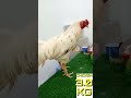 Beautiful cock breeds A:572