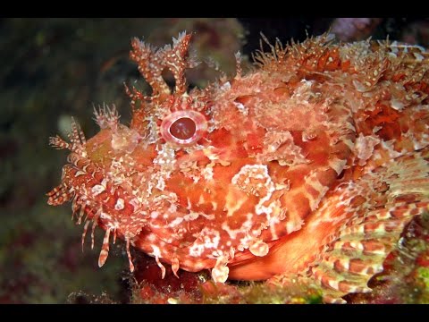 Diving Gozo - Double Arch, Comino Caves & Ras il Hobz