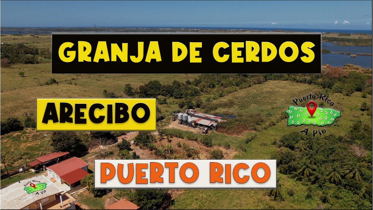 🛑Visité una Granja de Cerdos🐖 en ARECIBO, no sabía que era así 😮