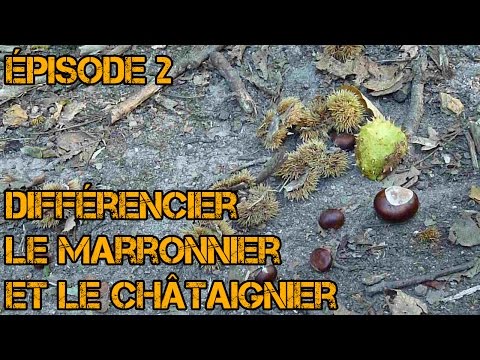 download lagu mp3 mp4 Marronnier, download lagu Marronnier gratis, unduh video klip Marronnier