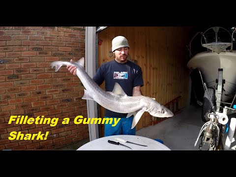 How to fillet a Gummy Shark!