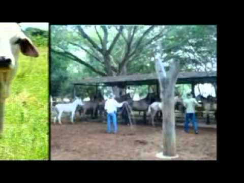 JORGE GUERRERO   YO NO ME VOY DE MI LLANO