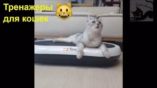 Тренажерка для кота! Беговое колесо. Смешное видео про кошек / Cat training