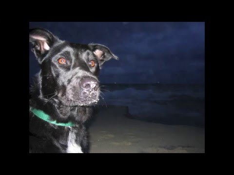 Ode to a Dog - a song celebrating dogs by Nicolette Aubourg