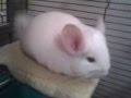 Chinchilla Introduction