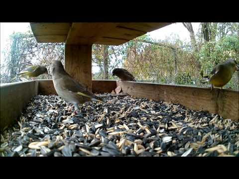 Våra vintergäster - Fåglarna © 2014 Lars Svendsen