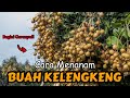 Cara Menanam Kelengkeng Dari Biji Agar Cepat Berbuah, Cara Menanam Kelengkeng Di Tanah