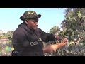 WPB Community Gardens Looking For Volunteers