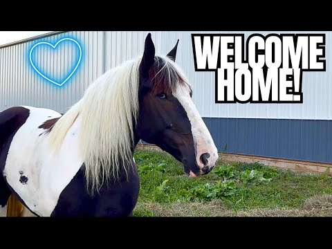 We BOUGHT The MOST BEAUTIFUL MARE! HUGE UPDATE!