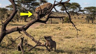 LEOPARDO PEGA FILHOTE DE JAVALI NA FRENTE DOS PAIS!!!